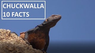 10 Fun Facts about the Chuckwalla Lizard Iguana Sauromalus ater [upl. by Accebor]