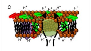 Professor Steven Theg Antimicrobial peptides membrane interactions and the active tat complex [upl. by Pennington]