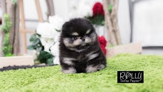 Very Unique Black amp White Pomeranian Bear  Rolly Teacup Puppies [upl. by Norat693]