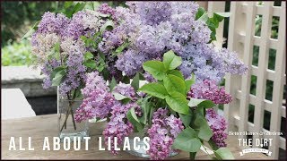 The Dirt Lilacs  The Dirt  Better Homes amp Gardens [upl. by Giffy]