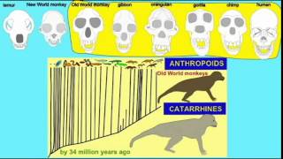 CATARRHINE PRIMATES DENTAL FORMULA [upl. by Anecusa360]