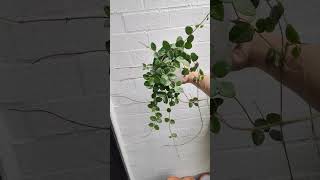 Hoya Mathilde Splash  bikolanahardinera shortvideo hoya hoyaplants [upl. by Aden]