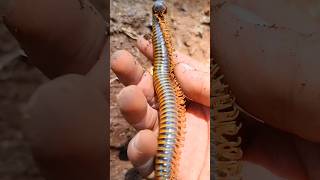 OMG Giant Millipede bumblebee atau kaki seribu raksasa snailhunter [upl. by Maurey998]