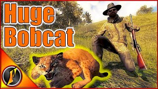 Hunting a Huge Bobcat for Our Trophy Huntin Lodge [upl. by Ira]