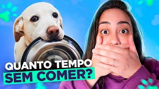 QUANTO TEMPO UM CÃO AGUENTA SEM COMER NADA [upl. by Edee]