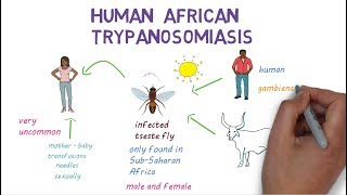 Sleeping Sickness  an introduction to African Trypanosomiasis [upl. by Tanney764]