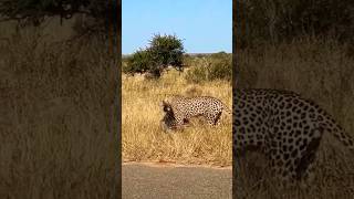 Leopard vs Porcupine Natures Most Unlikely Predator [upl. by Asilat562]