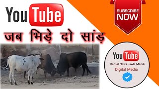 BANSAL NEWS RAWLA MANDI लाइव है जब भिडे दो सांड़ रावला मंडी [upl. by Pauly]