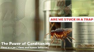 The Power of Conditioning Fleas Surprising Behavior [upl. by Angle]