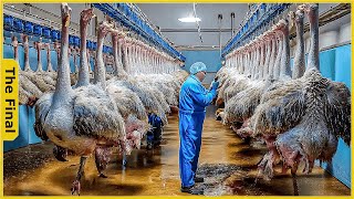 How Millions Of Ostriches Farm For Meat Skin And Eggs in China  Farming Documentary [upl. by Yellek675]