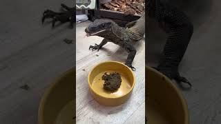 Will They Eat It Reptiles Try OmniGold ft Riddler Reptiles [upl. by Niwdog]