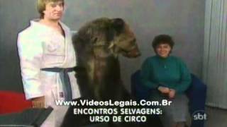 Urso faz o maior barraco  e ataca ao vivo na TV [upl. by Wilkens]