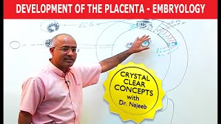 Development Of the Placenta  Embryology🩺 [upl. by Atinot966]