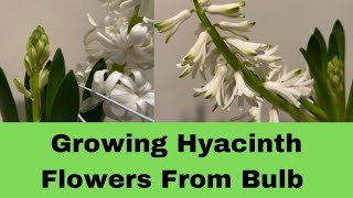 Growing Hyacinth Flowers from Bulbs  Growing Hyacinth Flowers Bulbs in Water [upl. by Odeen]