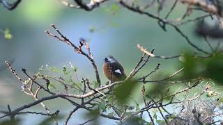 ジョウビタキ Daurian Redstart 1st sighting fall 2023 [upl. by Llehcar]