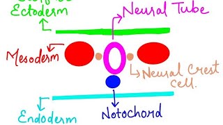 Neurulation formation of neural tube  during 3rd week of embryonic development [upl. by Mohr]