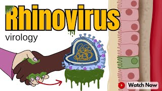 Rhinovirus How This Virus Makes You Feel Under the Weather  Virology 101 Animated Video [upl. by Atneciv]