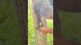 A man walks in the forest and catches a parrot part2 parrotdiet [upl. by Magen]