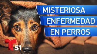 Alertan sobre nueva enfermedad respiratoria que afecta a los perros [upl. by Touber]