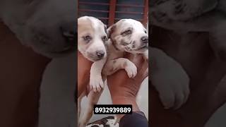 Great dane puppy for sale Royalpatshortsfeedrottweilerdogdeoriapuppypatnashortssubscribe [upl. by Grenville]