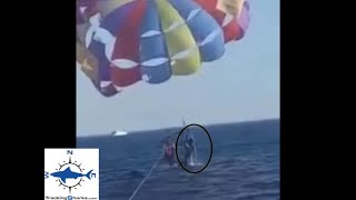 First known shark attack while parasailing [upl. by Lower79]