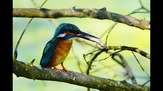 Eisvogel im Frühjahr 2019 Eisvogel kämpft um sein Leben Tierfilm Naturfilm Tierdoku Naturdoku [upl. by Atsirak]