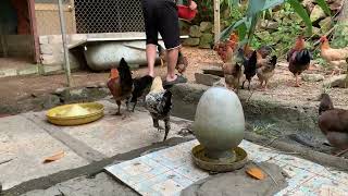 FreeRange Chicken Farming A Sustainable Approach [upl. by Card]