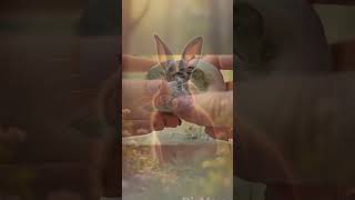 Bunny Bunny🐰 reels shorts animal animallover rabbits petlovers trending ai nurseryrhymes [upl. by Shaddock]