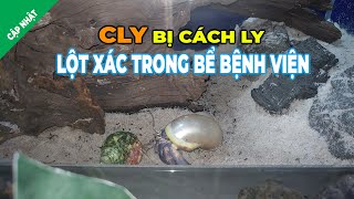 Cly bị cách ly rồi lột xác luôn trong bể bệnh viện  Ốc mượn hồn Clypeatus [upl. by Danae878]