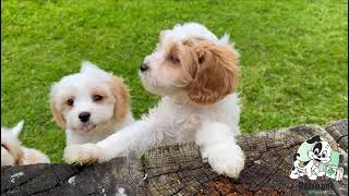 Cavachon Puppies [upl. by Warner]