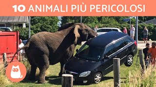 I 10 ANIMALI più PERICOLOSI del MONDO [upl. by Amery]