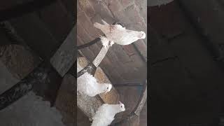 frillback pigeons breeder pair for sale in lahore [upl. by Procter309]