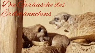 Die Geräusche des Erdmännchens LoveNature Tiergeräusche Suricatasuricatta [upl. by Sundin]