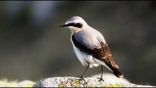 Wheatear Bird call Bird song [upl. by Echikson507]