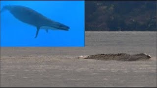 New Sightings of Ogopogo  Canada’s Loch Ness Monster – Paranormal News [upl. by Yellah559]