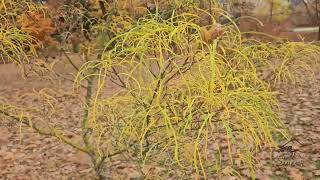 Rhamnus frangula Asplenifolia krušina olšová [upl. by Farrel]