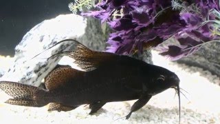 Large synodontis Catfish [upl. by Ibrahim843]