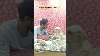 Honey Be Like Main Karunga Disturb 😃 dog labrador tranding youtubeshorts shorts pets [upl. by Jet]