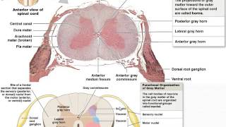 Chapter 12  Spinal Cord and Spinal Nerves  Part 1 [upl. by Ahsirtap466]