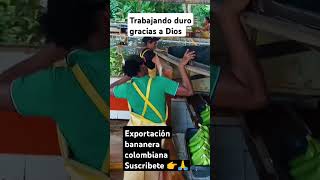 banano exportación suscribete 👉🙏 para mas contenido de estos [upl. by Freya713]