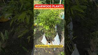 Agarwood plants  Agarwood tree price in Assam Agarwood plant price agarwood agarwood farming [upl. by Ahsiram320]