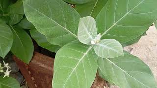 the Arka plant is Calotropis procera or Calotropis gigantea  13 November 2024 [upl. by Artinek]