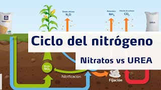 Ciclo del Nitrógeno  Nitratos vs Urea [upl. by Hubey]