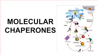 molecular chaperones csirnetlifescience assistant professor zoology [upl. by Rosabella]