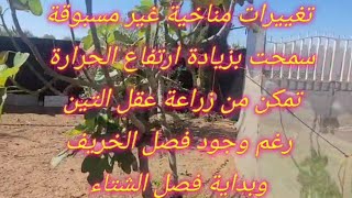 زراعة عقل التين في فصل الخريفGrowing figs from cuttings زراعةعقلالتين [upl. by Georgetta]