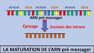 La transcription de lADN en ARN messager [upl. by Ronny]