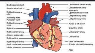 Heart Structure Information biology educational [upl. by Aihselef]