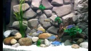 diy 3d aquarium background [upl. by Ossie307]