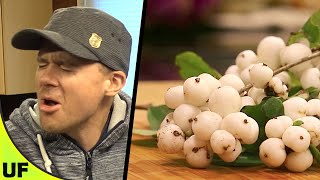 Snowberry Taste Test  Unusual Foods [upl. by Sinylg]