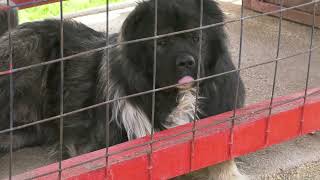 NEMA TIH PARA ZA KOJE BIH DAO SOKOLA CAUCASIAN SHEPHERD DOG [upl. by Stamata760]